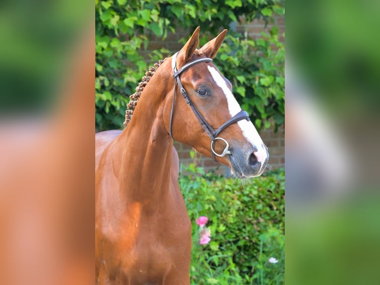 Belgisch Warmbloed Ruin 3 Jaar Vos in Bladel