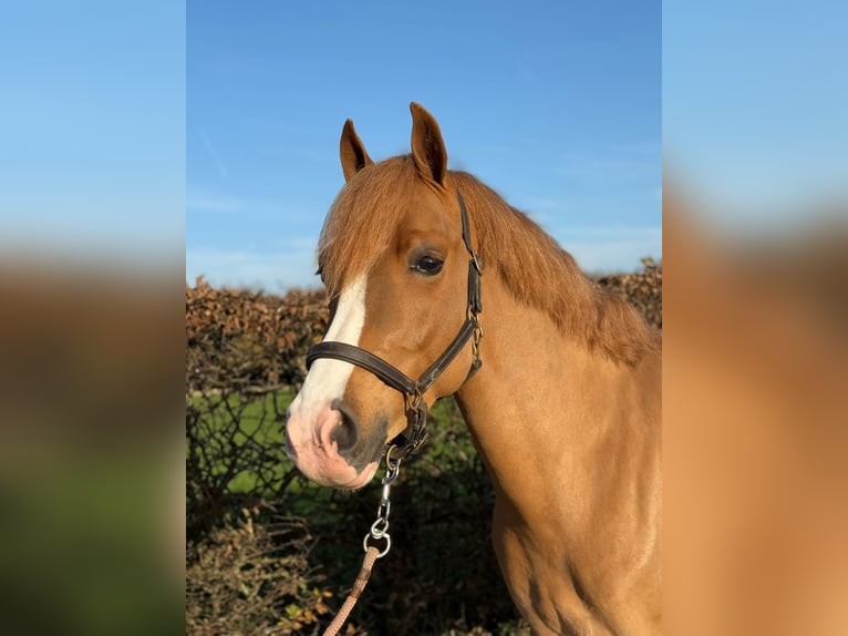 Belgisch Warmbloed Ruin 4 Jaar 144 cm Vos in Den Ham