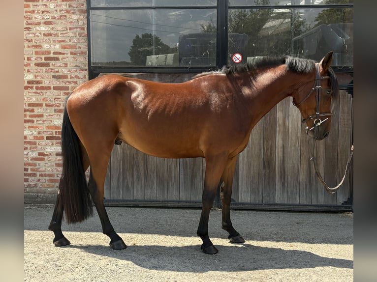 Belgisch Warmbloed Ruin 4 Jaar 145 cm Bruin in Laakdal