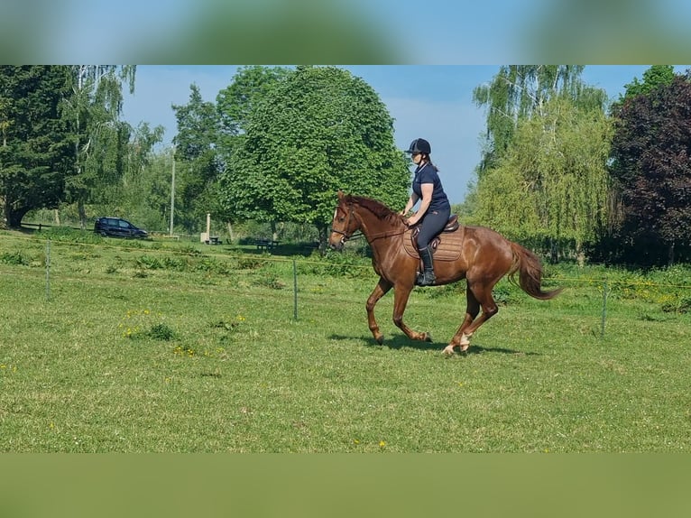 Belgisch Warmbloed Ruin 4 Jaar 156 cm Donkere-vos in Louviers