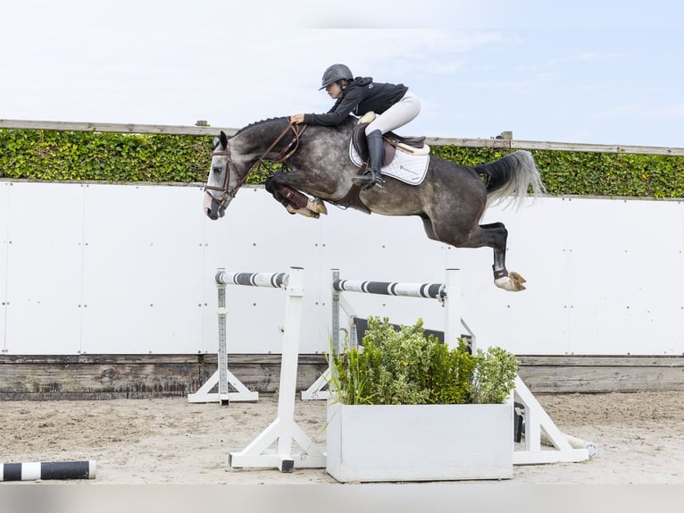 Belgisch Warmbloed Ruin 4 Jaar 159 cm Schimmel in Waddinxveen