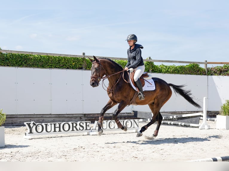 Belgisch Warmbloed Ruin 4 Jaar 160 cm Donkerbruin in Waddinxveen