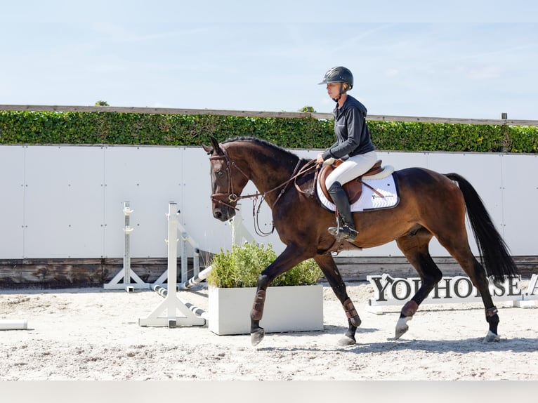 Belgisch Warmbloed Ruin 4 Jaar 160 cm Donkerbruin in Waddinxveen