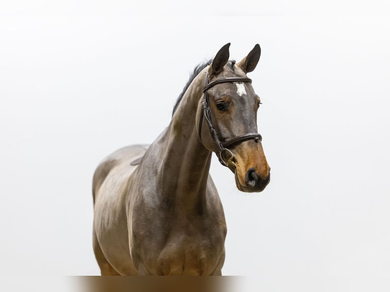 Belgisch Warmbloed Ruin 4 Jaar 162 cm Bruin in Waddinxveen