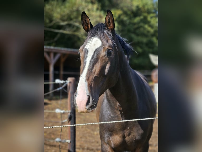 Belgisch Warmbloed Ruin 4 Jaar 163 cm Bruin in Heusden-Zolder
