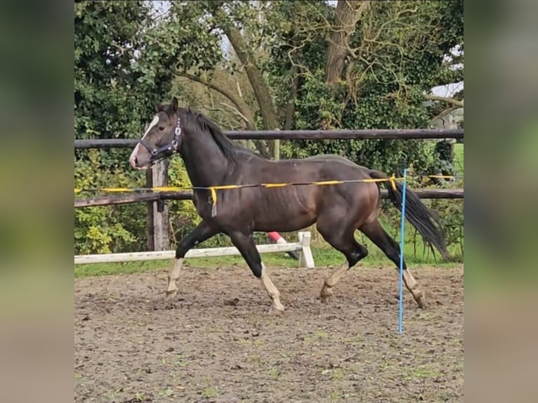 Belgisch Warmbloed Ruin 4 Jaar 163 cm Bruin in Heusden-Zolder