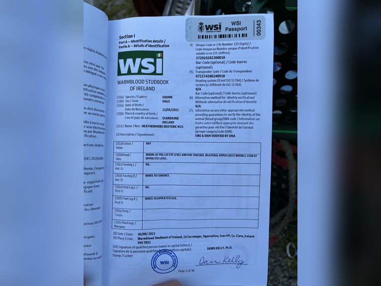 Belgisch Warmbloed Ruin 4 Jaar 163 cm Lichtbruin in Tipperary