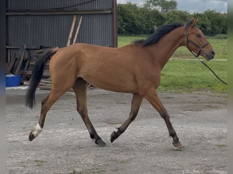 Belgisch Warmbloed Ruin 4 Jaar 163 cm Lichtbruin in Tipperary