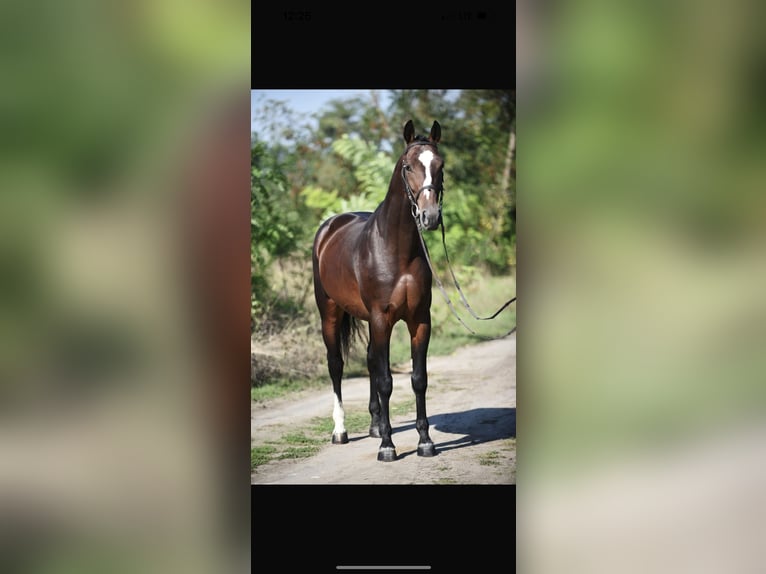 Belgisch Warmbloed Ruin 4 Jaar 164 cm Bruin in Fintel