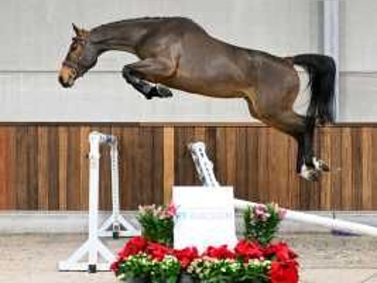 Belgisch Warmbloed Ruin 4 Jaar 164 cm Roodbruin in Sint-Niklaas