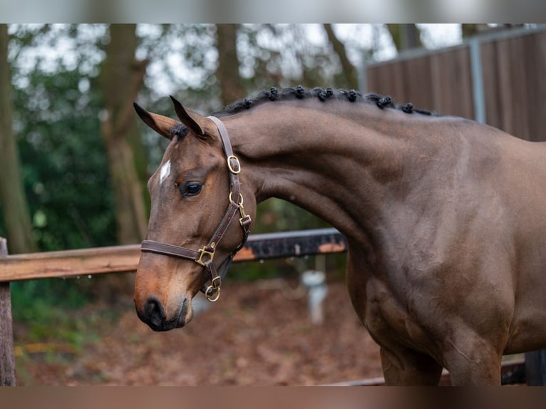 Belgisch Warmbloed Ruin 4 Jaar 164 cm  in GROTE-BROGEL