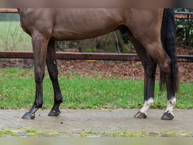 Belgisch Warmbloed Ruin 4 Jaar 164 cm  in GROTE-BROGEL