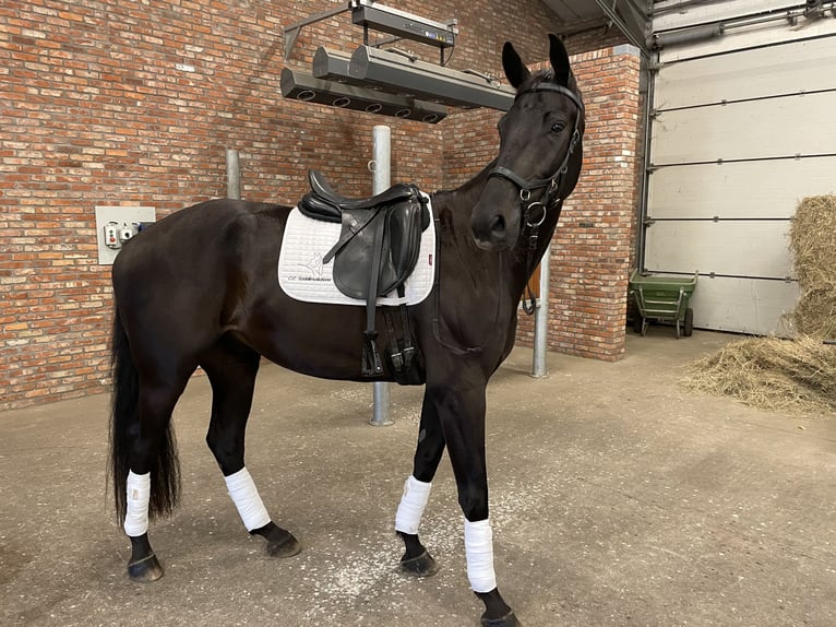 Belgisch Warmbloed Ruin 4 Jaar 164 cm Zwart in Kalmthout