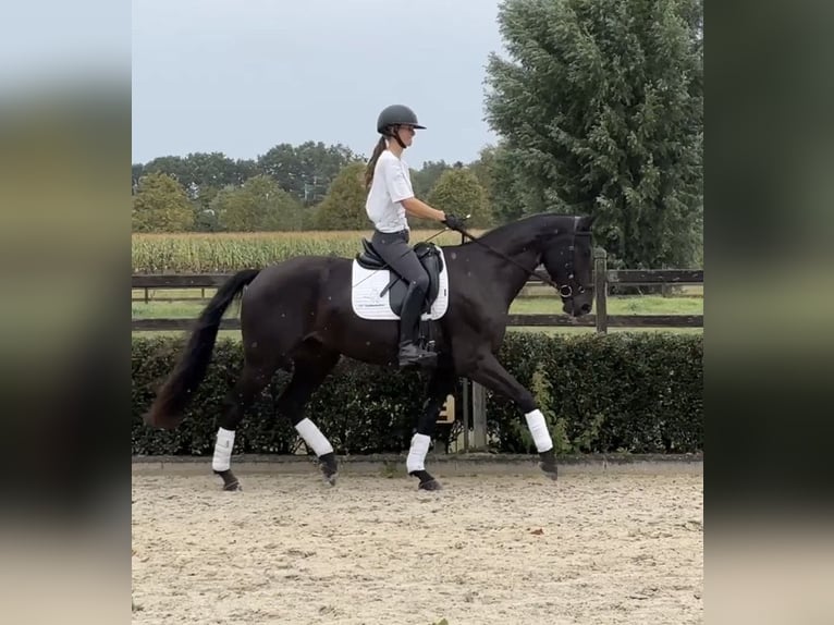 Belgisch Warmbloed Ruin 4 Jaar 164 cm Zwart in Kalmthout