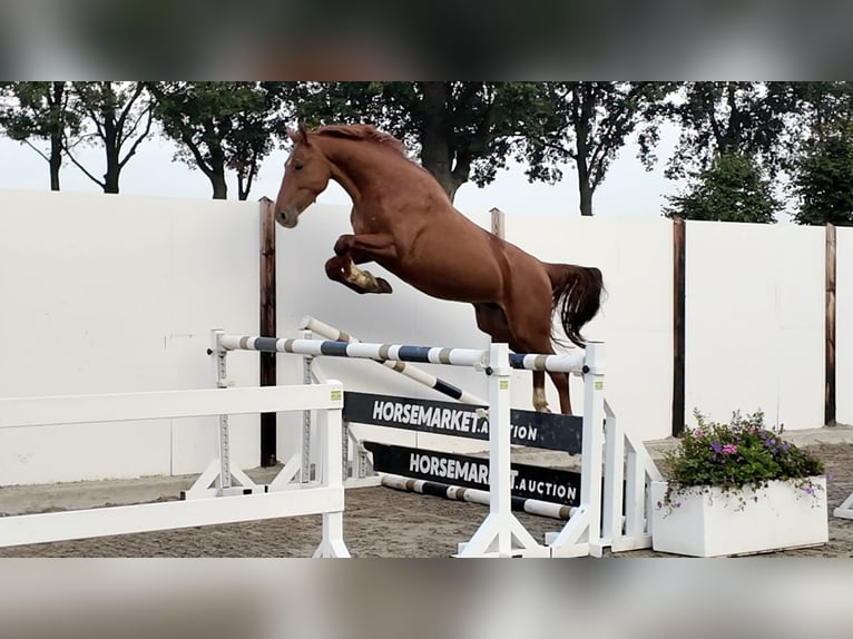Belgisch Warmbloed Ruin 4 Jaar 165 cm Donkere-vos in Waddinxveen
