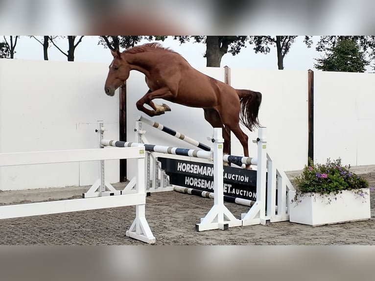 Belgisch Warmbloed Ruin 4 Jaar 165 cm Donkere-vos in Waddinxveen