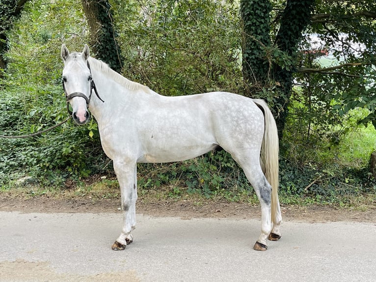 Belgisch Warmbloed Ruin 4 Jaar 165 cm Schimmel in Übach-Palenberg