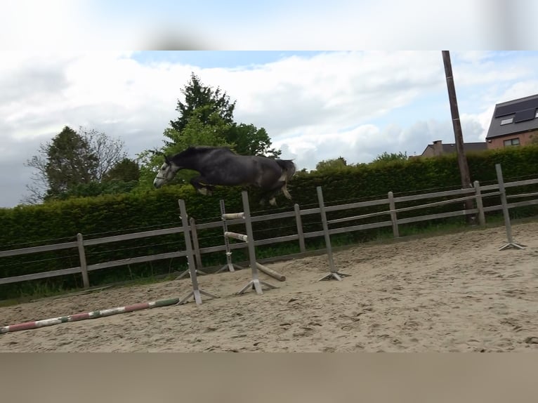 Belgisch Warmbloed Ruin 4 Jaar 167 cm Schimmel in Oppuurs