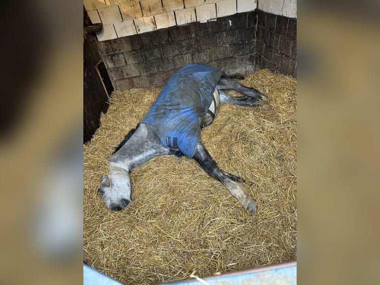 Belgisch Warmbloed Ruin 4 Jaar 167 cm Schimmel in Sint-Amands