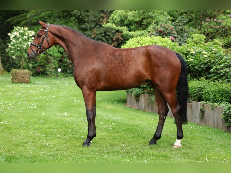 Belgisch Warmbloed Ruin 4 Jaar 168 cm Bruin in Lastrup