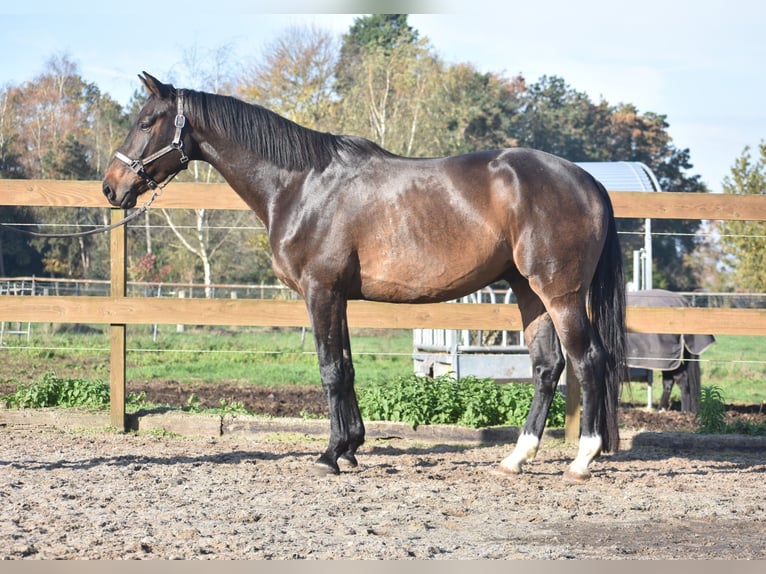 Belgisch Warmbloed Ruin 4 Jaar 168 cm Donkerbruin in Achtmaal