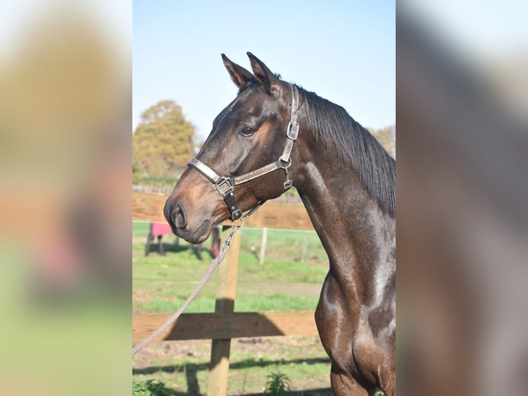 Belgisch Warmbloed Ruin 4 Jaar 168 cm Donkerbruin in Achtmaal