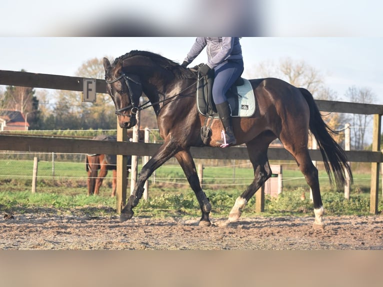 Belgisch Warmbloed Ruin 4 Jaar 168 cm Donkerbruin in Achtmaal