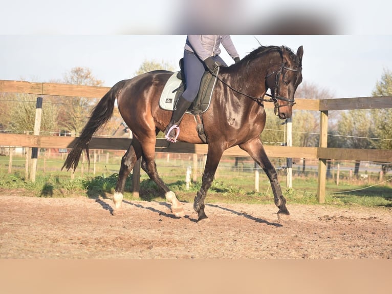 Belgisch Warmbloed Ruin 4 Jaar 168 cm Donkerbruin in Achtmaal