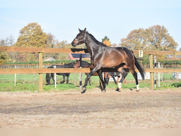 Belgisch Warmbloed Ruin 4 Jaar 168 cm Donkerbruin in Achtmaal
