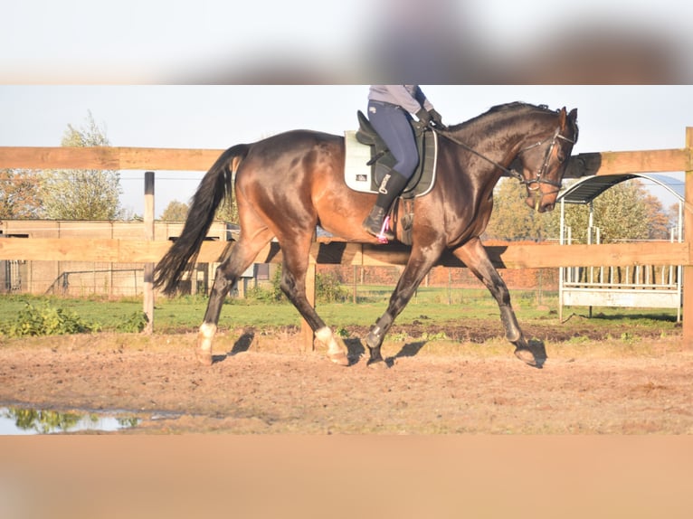 Belgisch Warmbloed Ruin 4 Jaar 168 cm Donkerbruin in Achtmaal