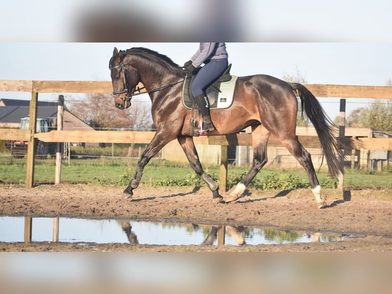 Belgisch Warmbloed Ruin 4 Jaar 168 cm Donkerbruin in Achtmaal