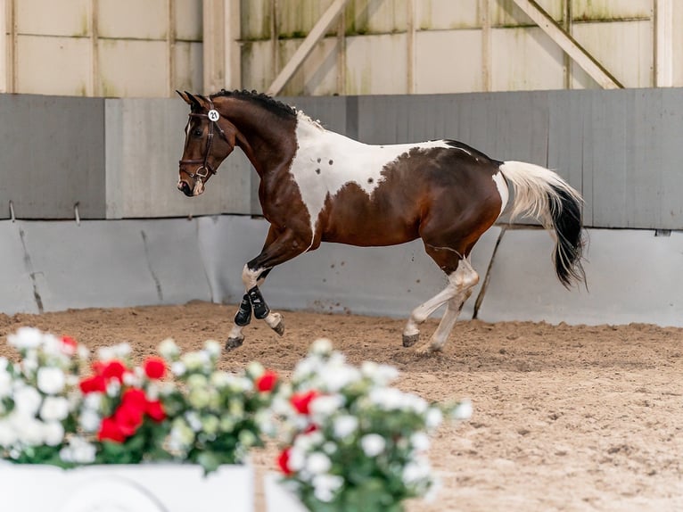 Belgisch Warmbloed Ruin 4 Jaar 168 cm in Zduchovice