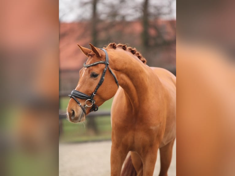 Belgisch Warmbloed Ruin 4 Jaar 168 cm Vos in Xanten
