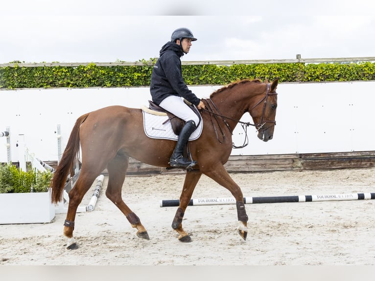 Belgisch Warmbloed Ruin 4 Jaar 169 cm Vos in Waddinxveen