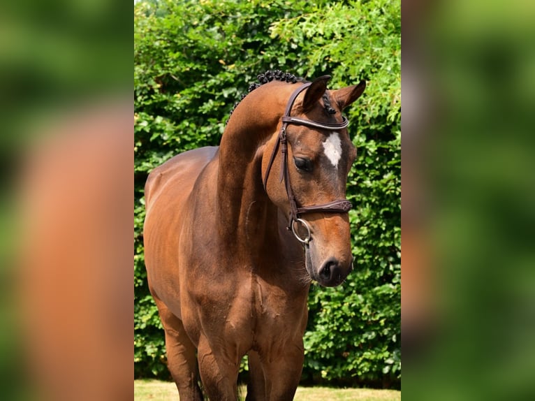 Belgisch Warmbloed Ruin 4 Jaar 170 cm Bruin in Bladel