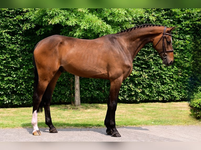 Belgisch Warmbloed Ruin 4 Jaar 170 cm Bruin in Bladel