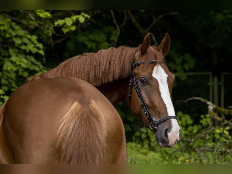 Belgisch Warmbloed Ruin 4 Jaar 170 cm Donkere-vos in Krėslynai,Jonavos raj.