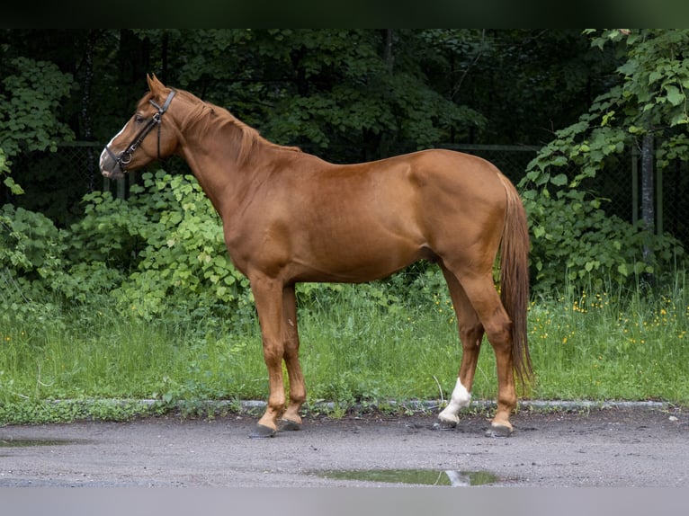 Belgisch Warmbloed Ruin 4 Jaar 170 cm Donkere-vos in Krėslynai,Jonavos raj.