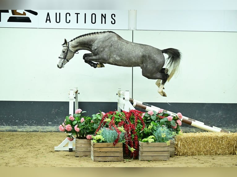 Belgisch Warmbloed Ruin 4 Jaar 171 cm Schimmel in Bladel