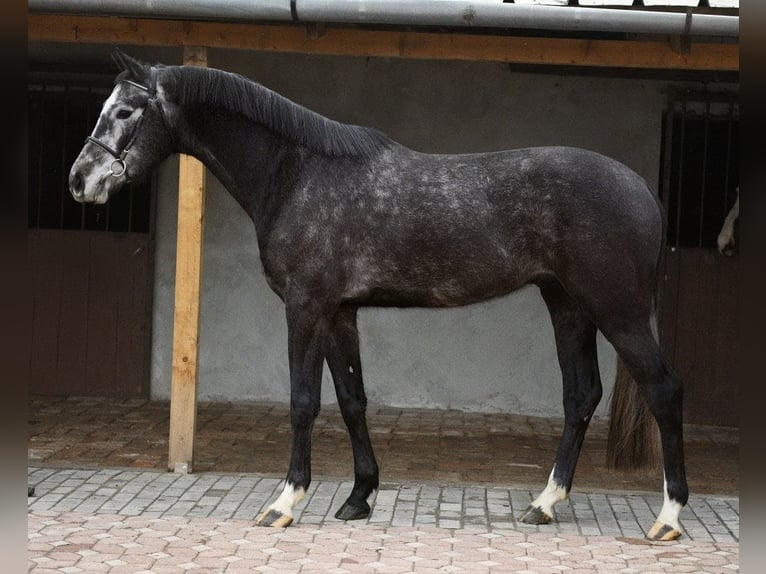 Belgisch Warmbloed Ruin 4 Jaar 171 cm Zwartschimmel in Békéscsaba