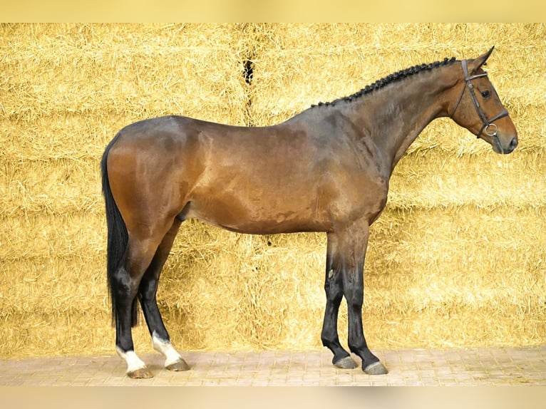 Belgisch Warmbloed Ruin 4 Jaar 172 cm Bruin in Bladel