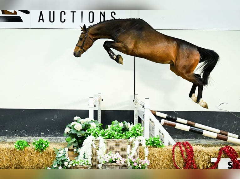Belgisch Warmbloed Ruin 4 Jaar 172 cm Bruin in Bladel