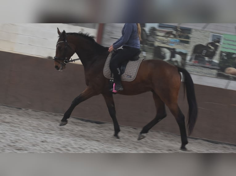 Belgisch Warmbloed Ruin 4 Jaar 175 cm Bruin in Achtmaal Belgisch Warmbloed Ruin 4 Jaar 175 cm Bruin in Achtmaal