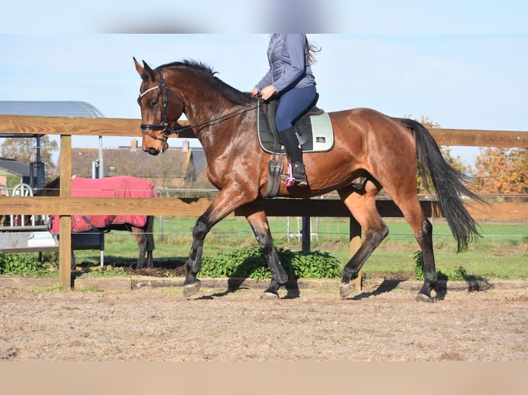 Belgisch Warmbloed Ruin 4 Jaar 175 cm Bruin in Achtmaal