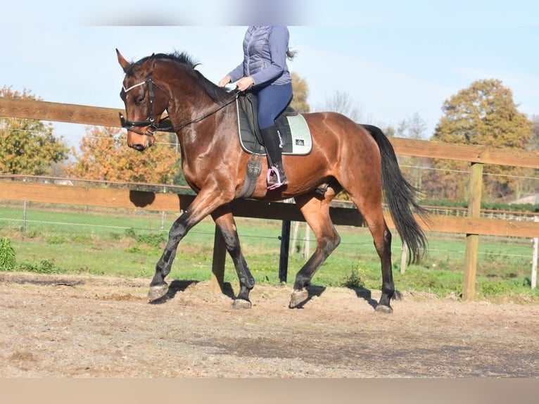 Belgisch Warmbloed Ruin 4 Jaar 175 cm Bruin in Achtmaal