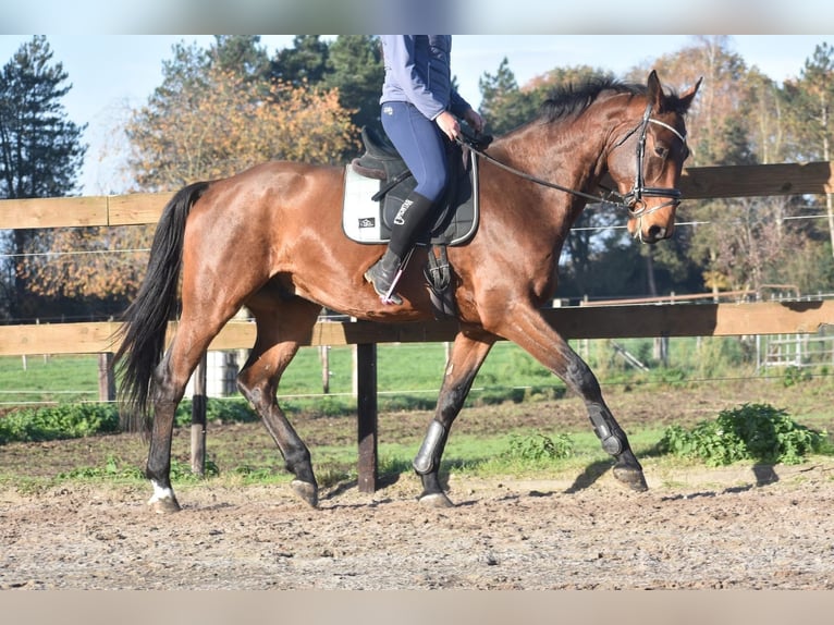Belgisch Warmbloed Ruin 4 Jaar 175 cm Bruin in Achtmaal