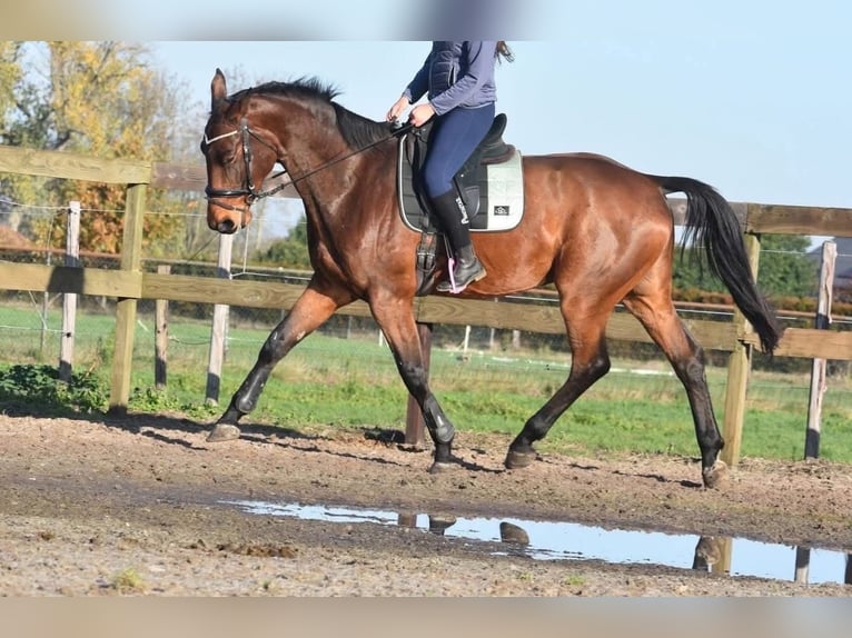 Belgisch Warmbloed Ruin 4 Jaar 175 cm Bruin in Achtmaal