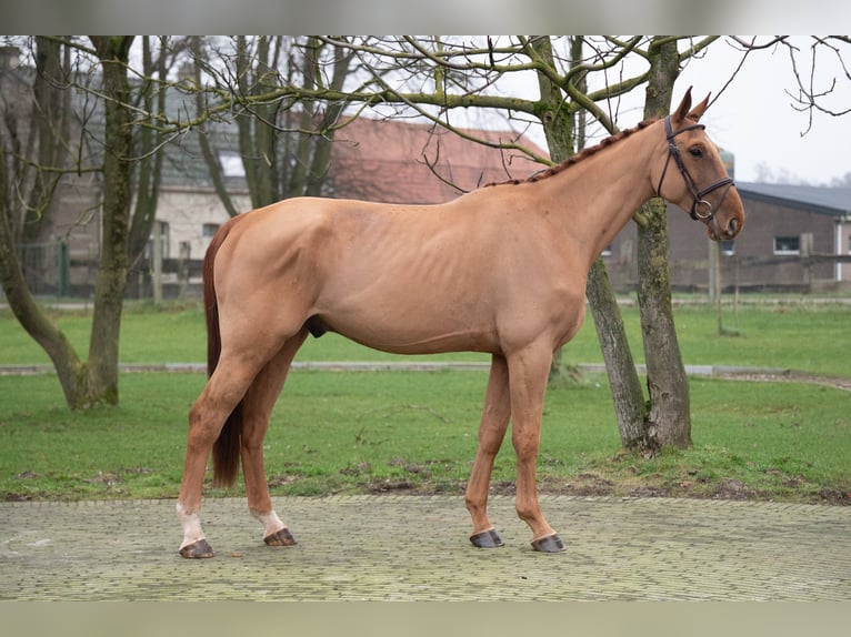 Belgisch Warmbloed Ruin 4 Jaar 176 cm Vos in Wijchmaal