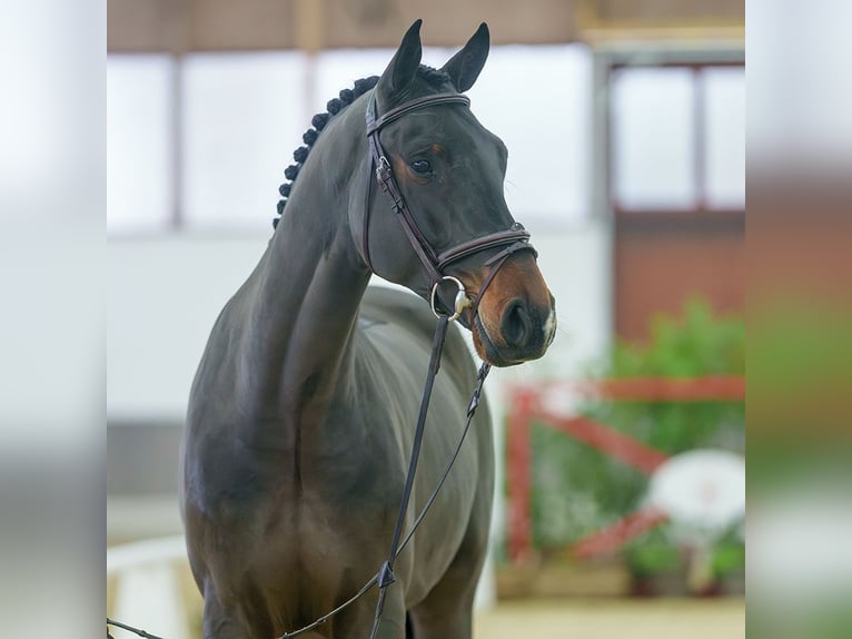 Belgisch Warmbloed Ruin 4 Jaar Donkerbruin in Münster-Handorf