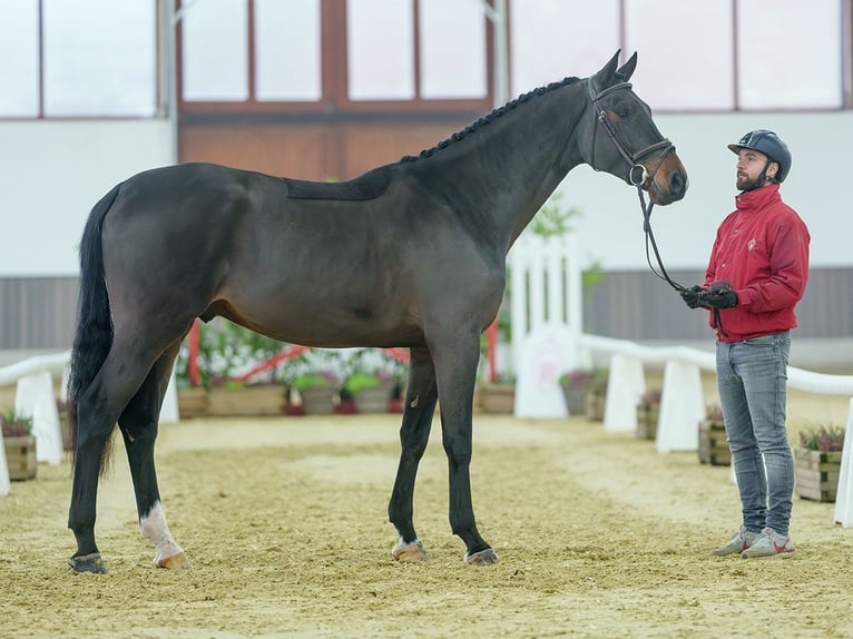 Belgisch Warmbloed Ruin 4 Jaar Donkerbruin in Münster-Handorf